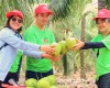 Rita cooperative organic coconut area located in Ben Tre