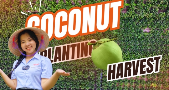 Ben Tre Coconut Farm: From Plantation to High-Quality Products