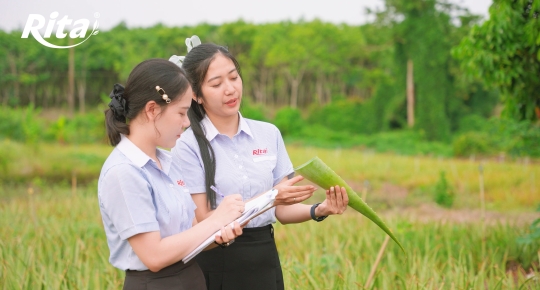 From Fresh Aloe Vera Farms to Premium Beverages: The Story of Rita Food & Drink Co.,Ltd