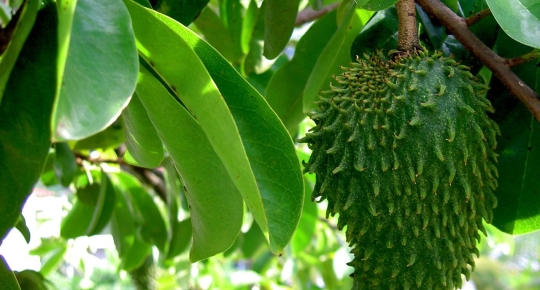 THE TASTE OF SUPER FRUIT