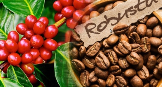 Vietnam’s Robusta Coffee: A Global Game-Changer