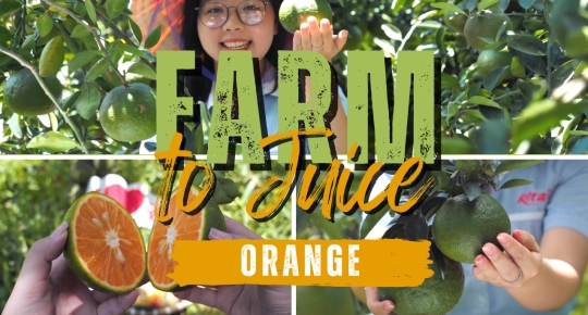 Discover the Orange Farm Behind Rita Food & Drink Co.,Ltd
