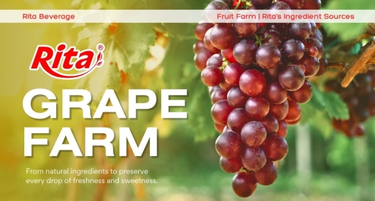 Grape Garden - where every cluster of grapes is nurtured with care and harvested at perfect ripeness
