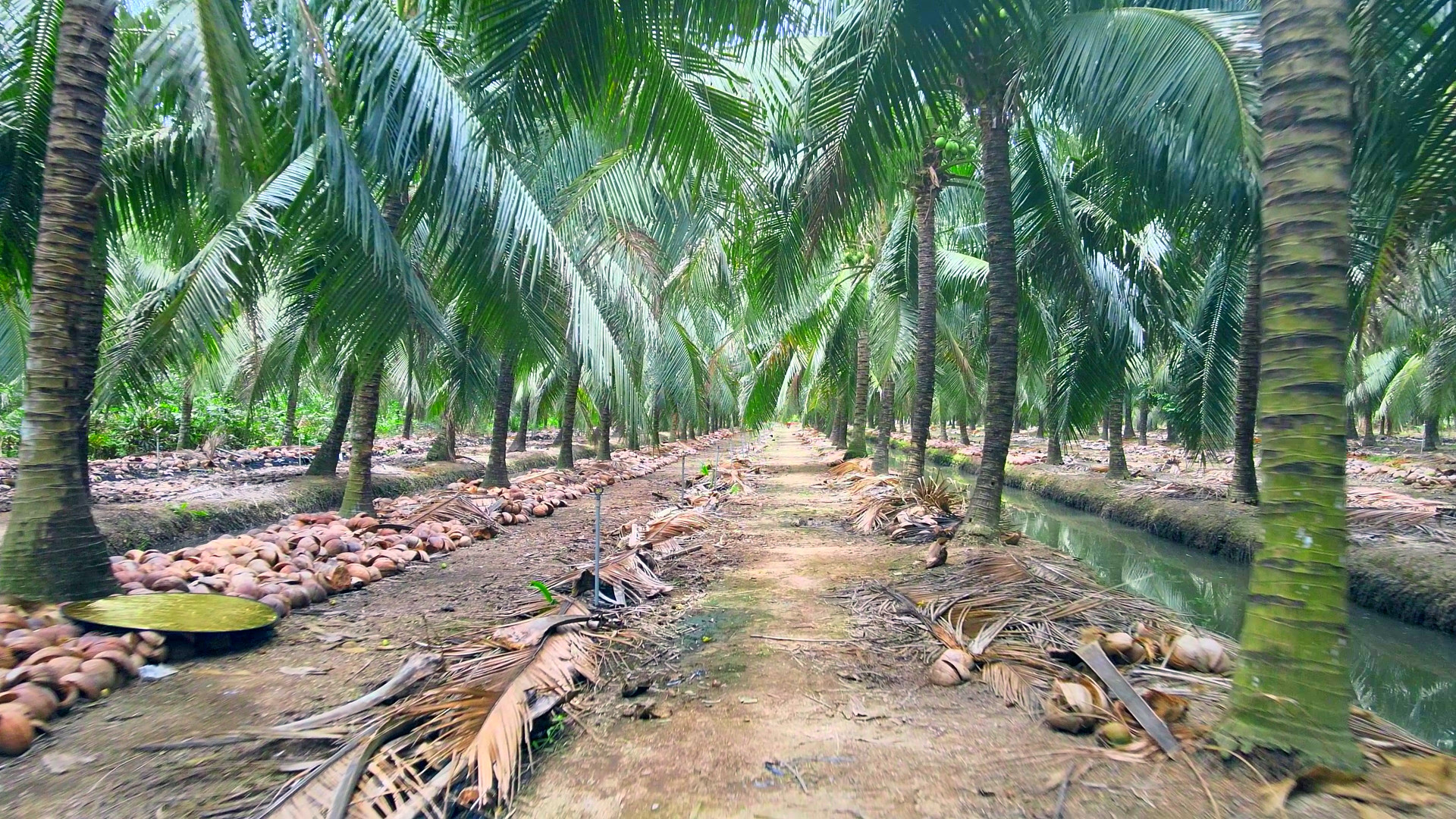 Rita cooperative coconut area located in Ben Tre