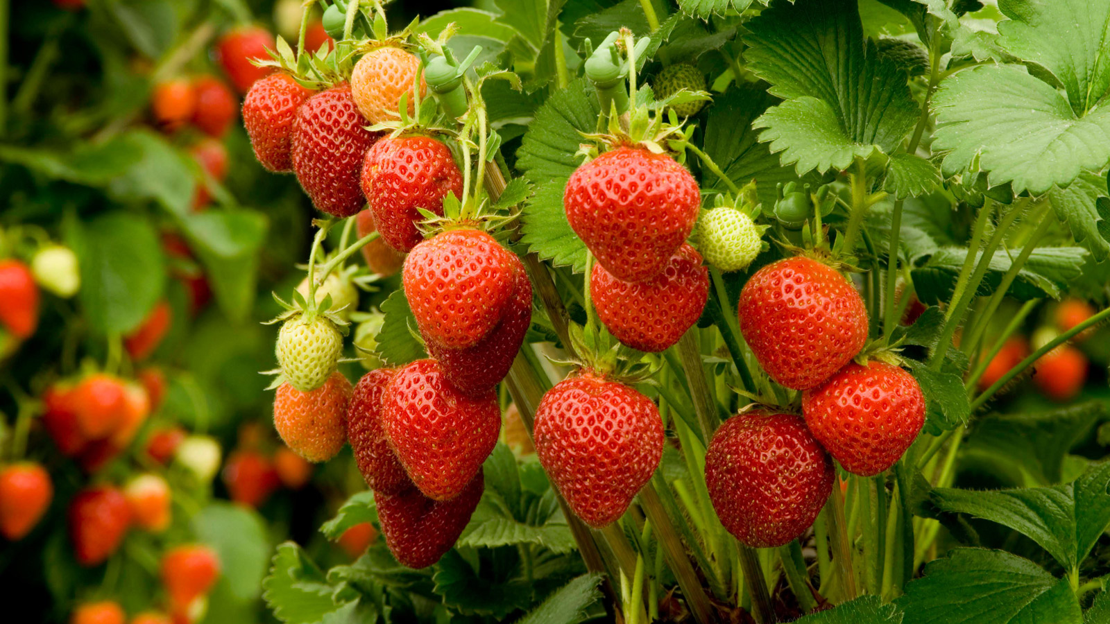 Beautiful strawberry fruit
