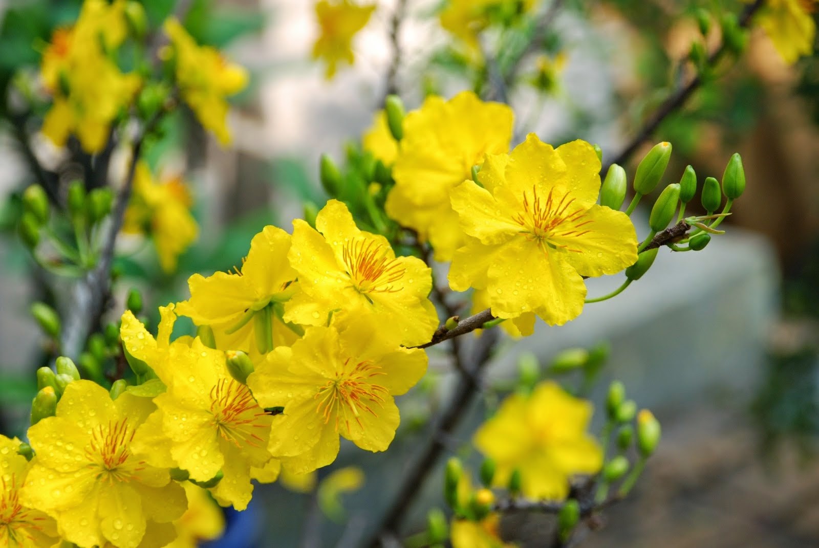 Ochna integerrima adorn spring days more brilliantly