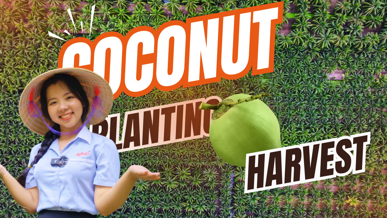 Ben Tre Coconut Farm From Plantation to High Quality Products