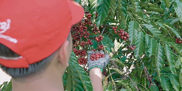 From Highlands to Can Rita Food and Drink CoLtd Visits Vietnams Coffee Gardens in Peak Harvest Season 11