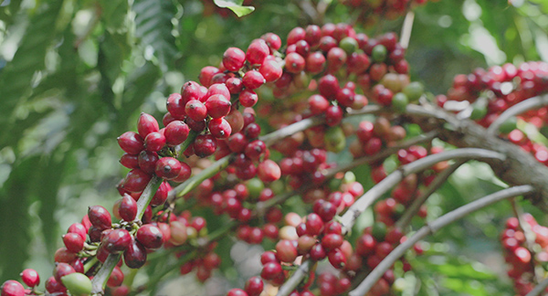 From Highlands to Can Rita Food and Drink CoLtd Visits Vietnams Coffee Gardens in Peak Harvest Season 14