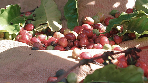 From Highlands to Can Rita Food and Drink CoLtd Visits Vietnams Coffee Gardens in Peak Harvest Season 6