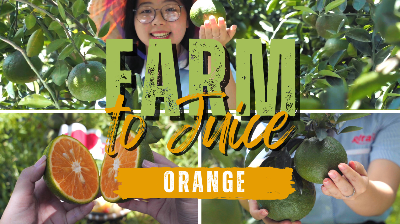 From Orchard to Bottle Discover the Orange Farm Behind Rita Food Drink Co.Ltd 2