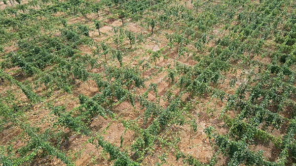 Passion Fruit Gardens in Vietnams Central Highlands 10