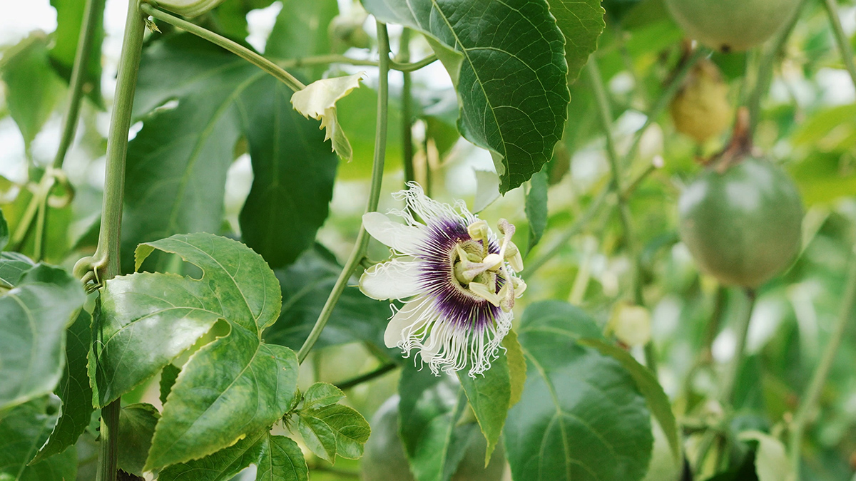 Passion Fruit Gardens in Vietnams Central Highlands 11