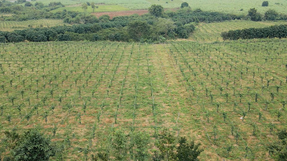 Passion Fruit Gardens in Vietnams Central Highlands 3