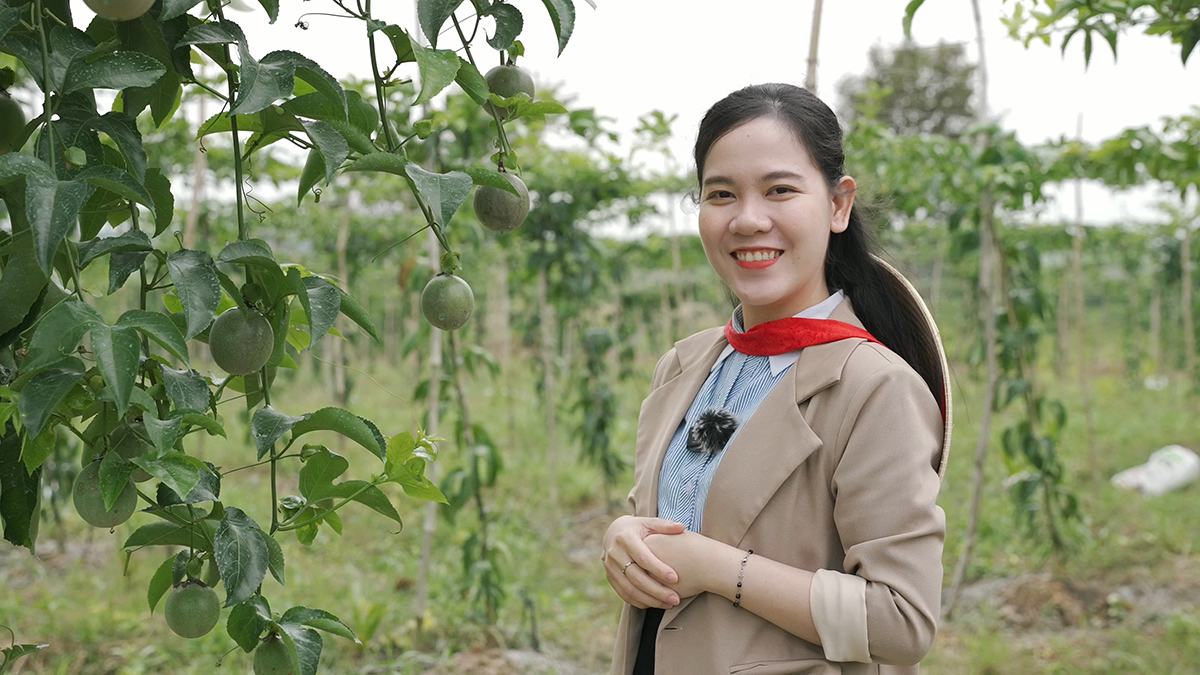Passion Fruit Gardens in Vietnams Central Highlands 7