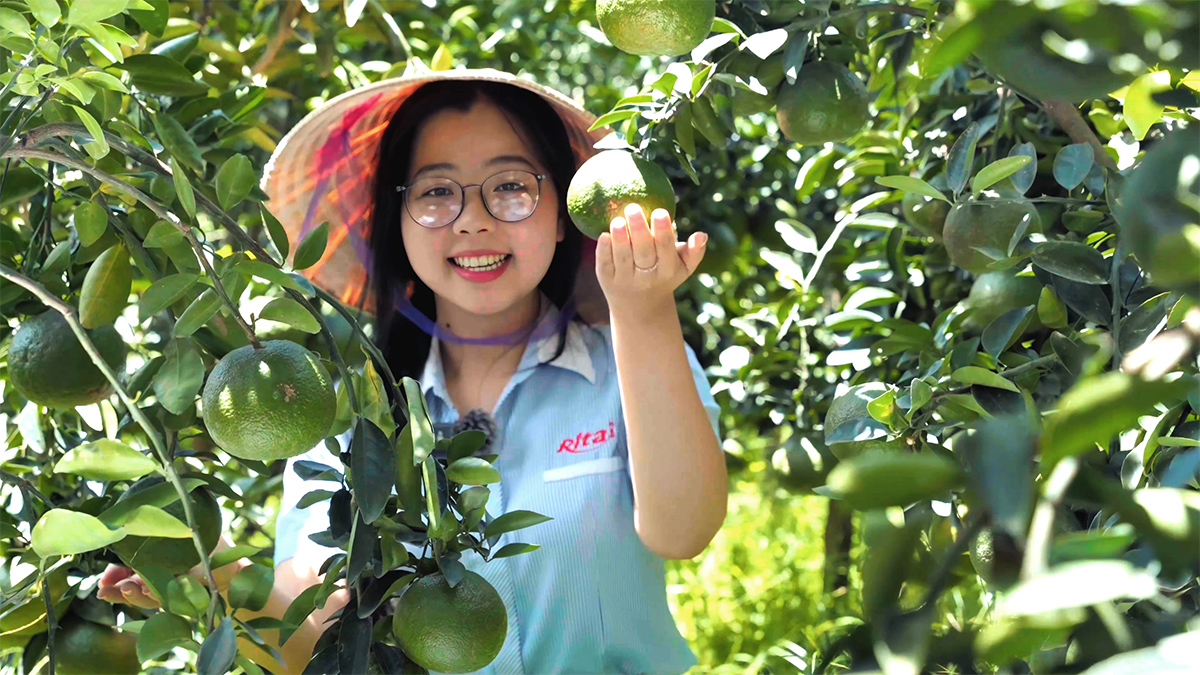 From Orchard to Bottle – Discover the Orange Farm Behind Rita Food & Drink Co.,Ltd