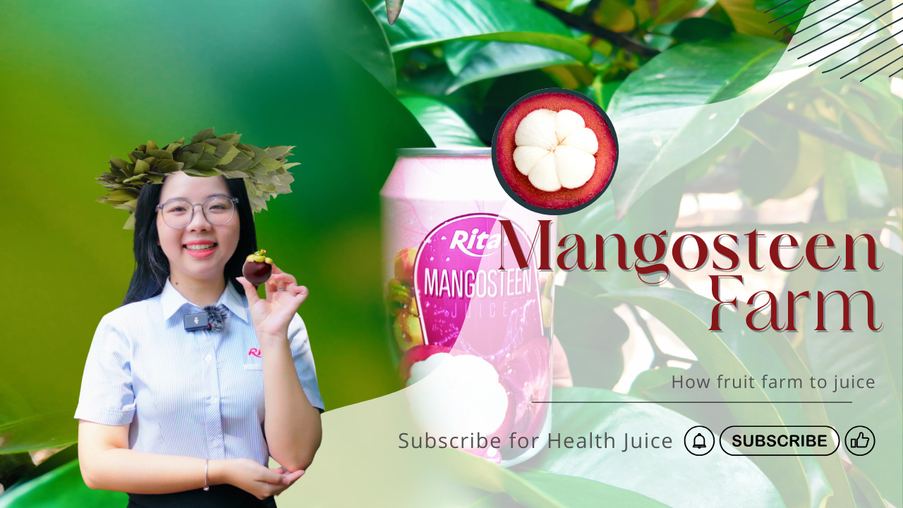Ritas Mangosteen Garden Inspection The Journey from Farm to Premium Juice