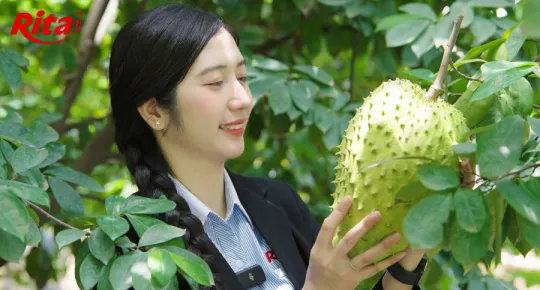  Discovering Rita’s Soursop Raw Material Area at Song Hau Farm