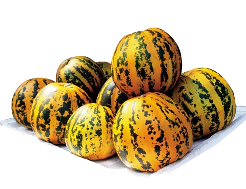 muskmelon